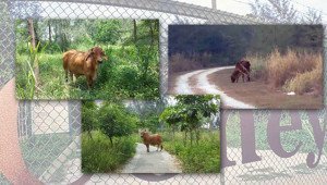 coney island cow